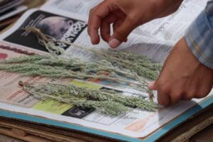 A person is holding a bunch of dried plants on top of a newspaper.