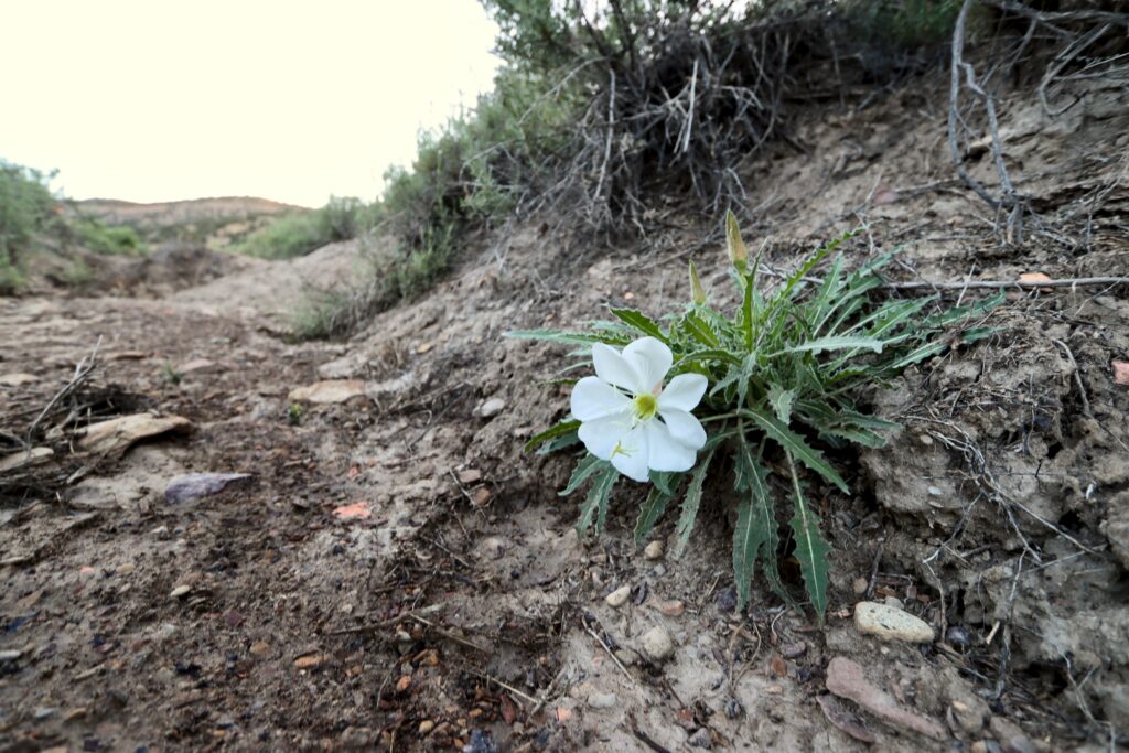 Native Flora growing in the Homestead Wash.