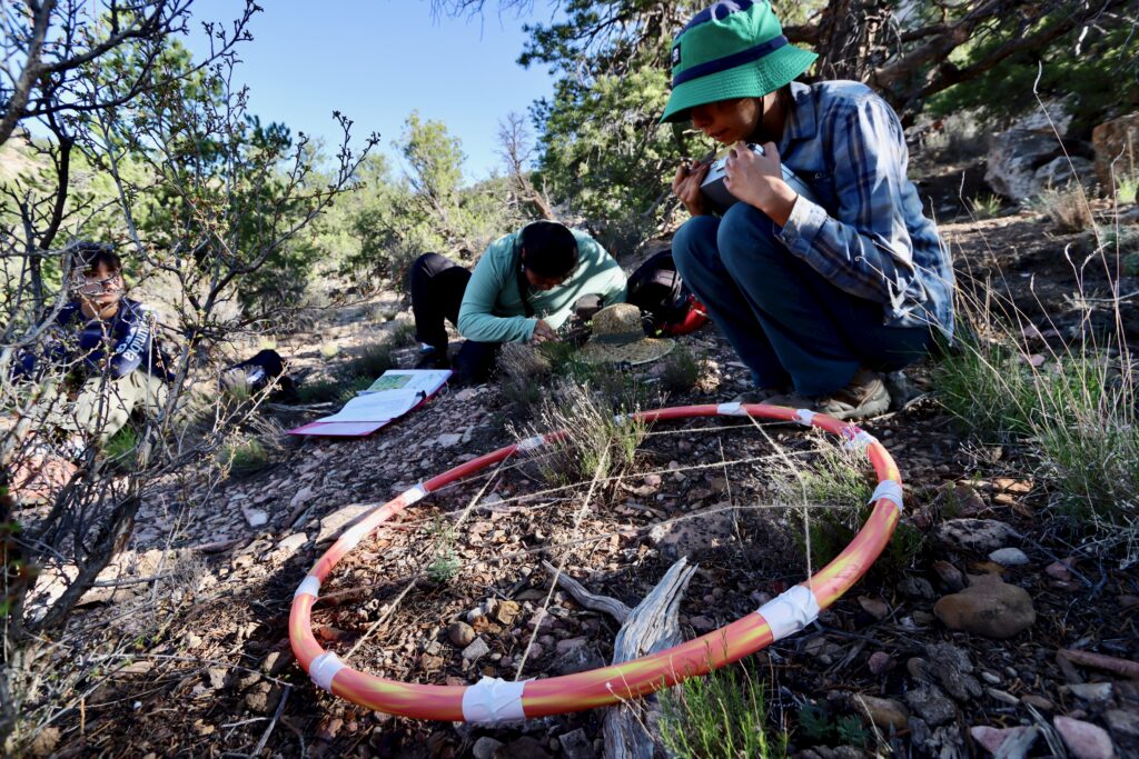 DYN Interns: Raeanna Johnson, Artrisha Charley, and Kaya Dickson surveying plants with a hoop.