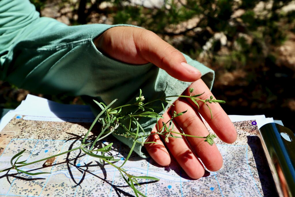 DYN Intern holding a plant sample they collected.