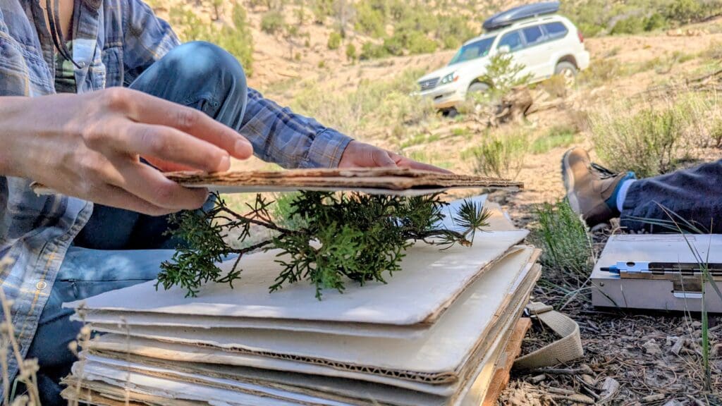 Plant Project interns press plant project samples in Warpath Valley on Black Mesa.