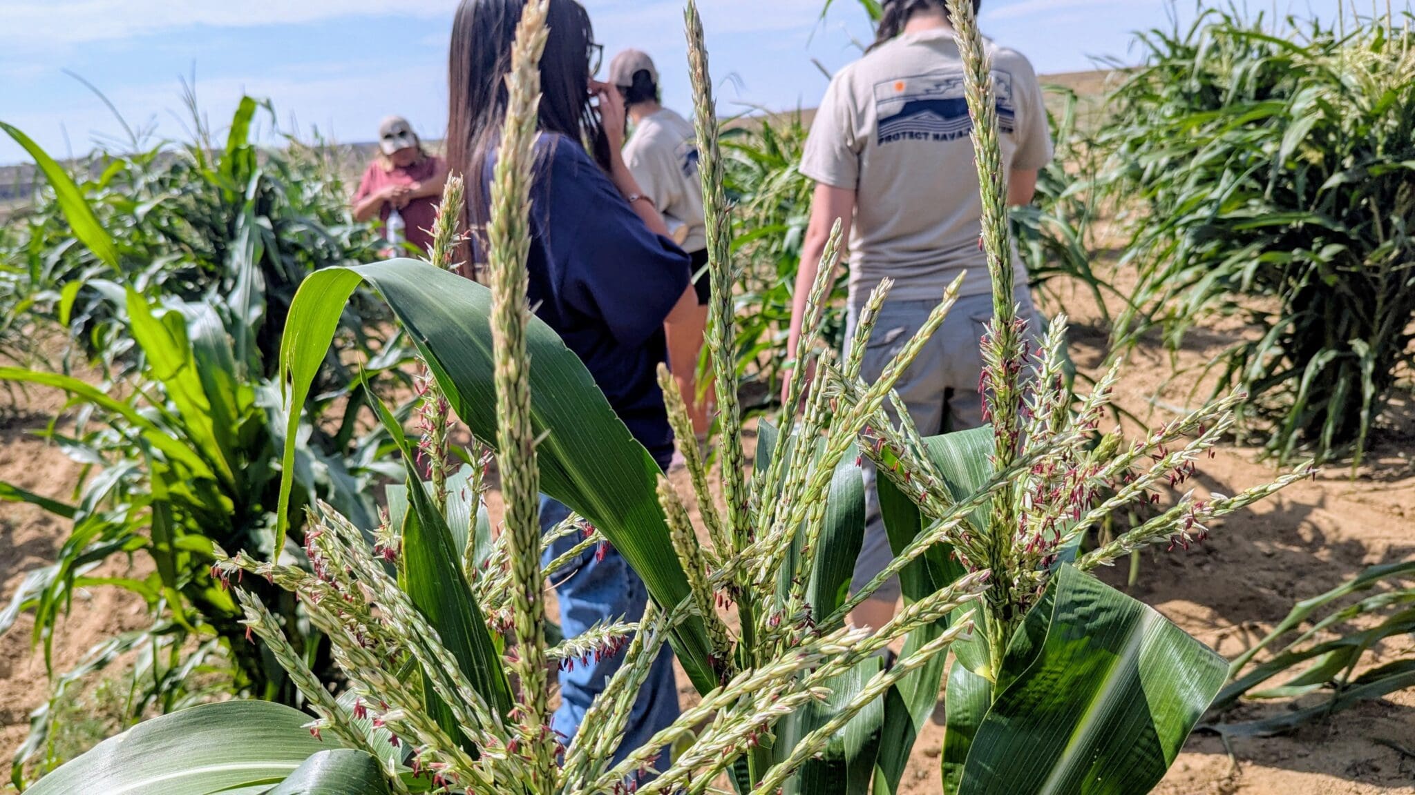 GCT scholars walking the cornfields of Cottonwood Farms.