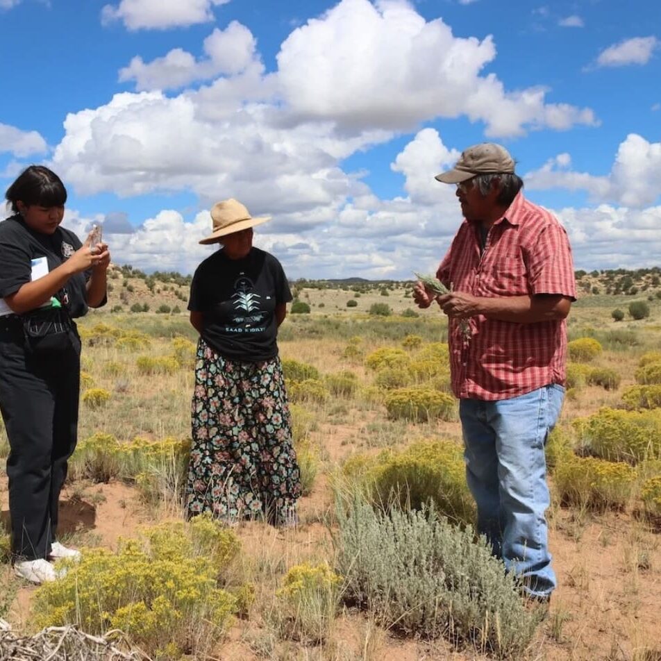 Arnold TEK Revival_DYN