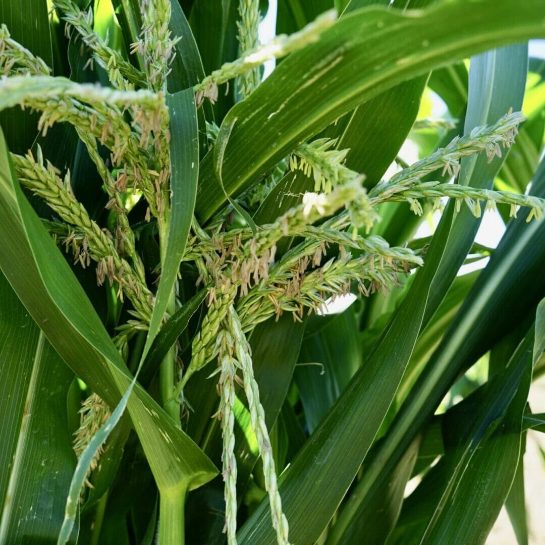Corn_BIA Visit_Watershed