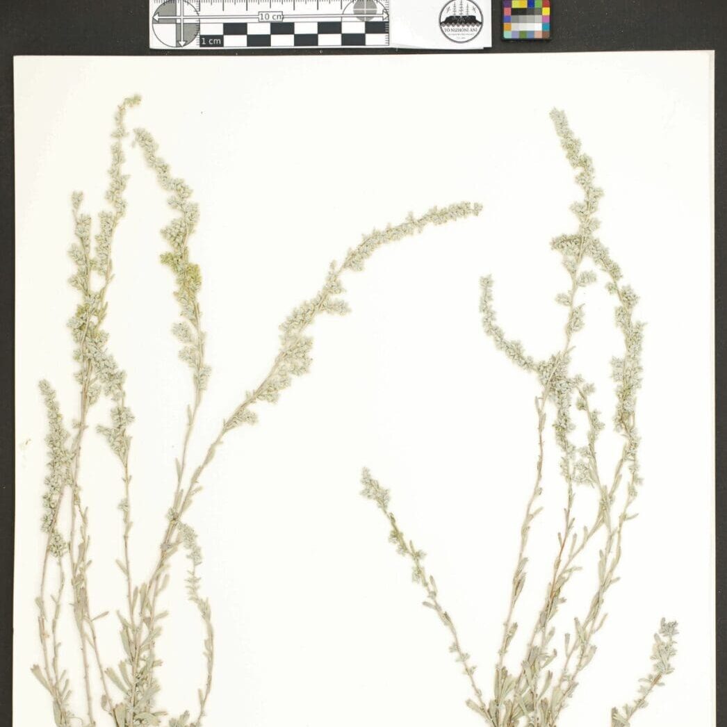 Digital Curation DYN