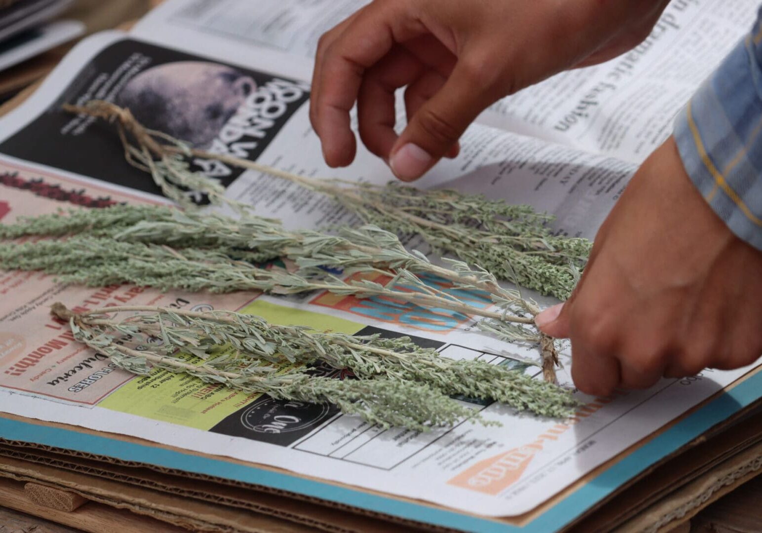 A person is holding a bunch of dried plants on top of a newspaper.
